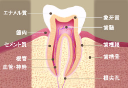 歯の構造写真